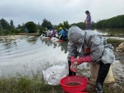 Cục Xăng dầu thông tin về sự cố tràn dầu ở Quảng Ngãi