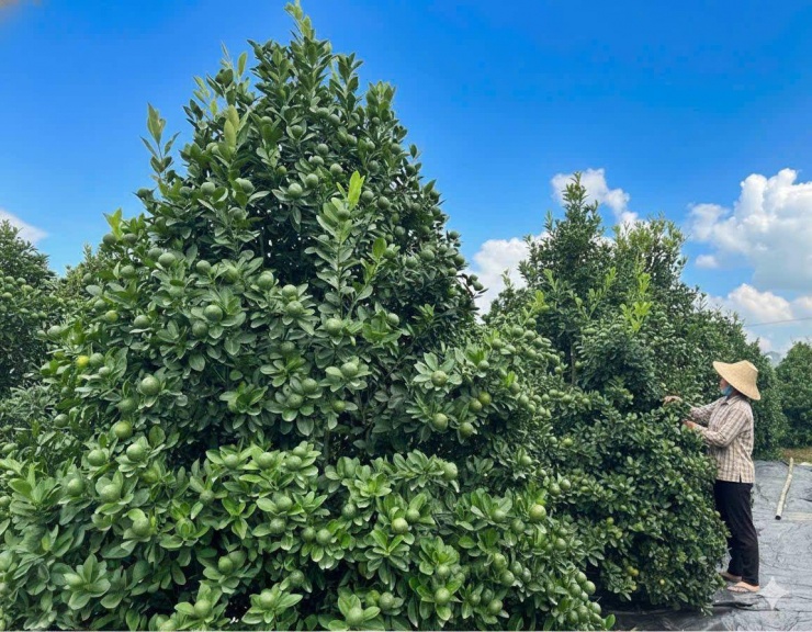 Một nhà vườn trồng quất cảnh (chậu quất tết) quy lớn ở làng Vị Khê, tỉnh Nam Định trước đây, nay là phường Vị Khê, tỉnh Ninh Bình. Quất đại-những cây quất tết cỡ lớn, cao 3m là mặt hàng chủ đạo năm nay của làng trồng cây cảnh nối tiếng đất Thành Nam này.