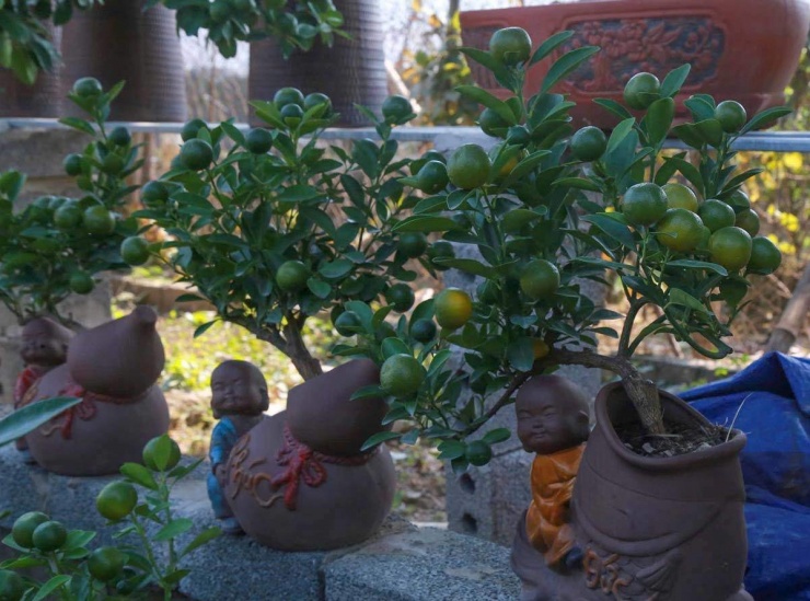 Ngoài mặt hàng là các cây quất đại, chiều cao 3m, làng trồng cây cảnh Vị Khê ở đất Thành Nam còn làm các cây cảnh bonsai chơi tết, trong đó có quất bonsai chưng tết.