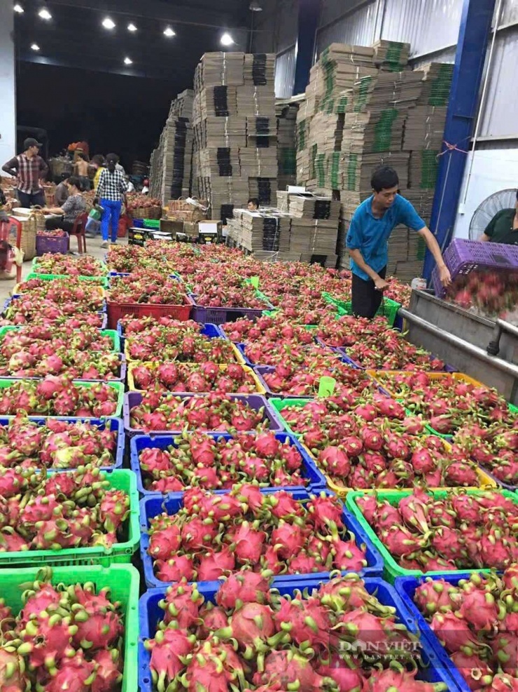 Mua bán thanh long ve chai ở Tây Ninh thành “mua ve chai, bán cẩm lai”. Ảnh: T.Đ