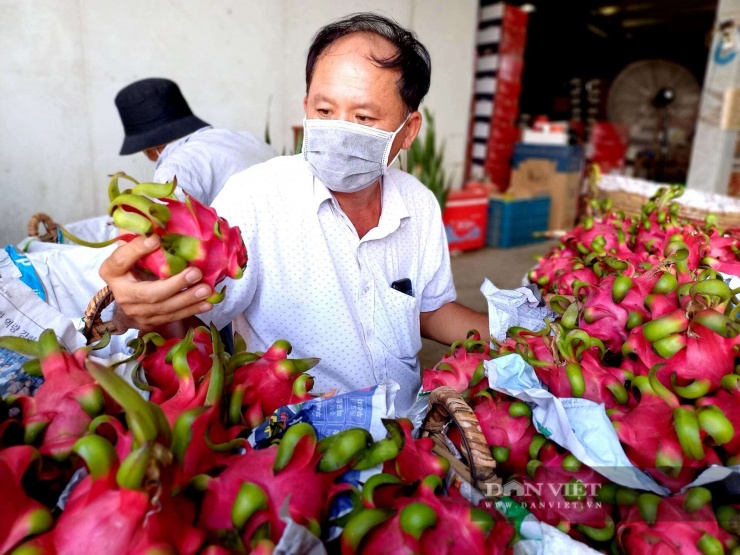 ông Nguyễn Vạn Thành, Giám đốc HTX Vạn Thành, xã Tầm Vu, tỉnh Tây Ninh (địa phận tỉnh Long An) phân loại thanh long. Ảnh: T.Đ