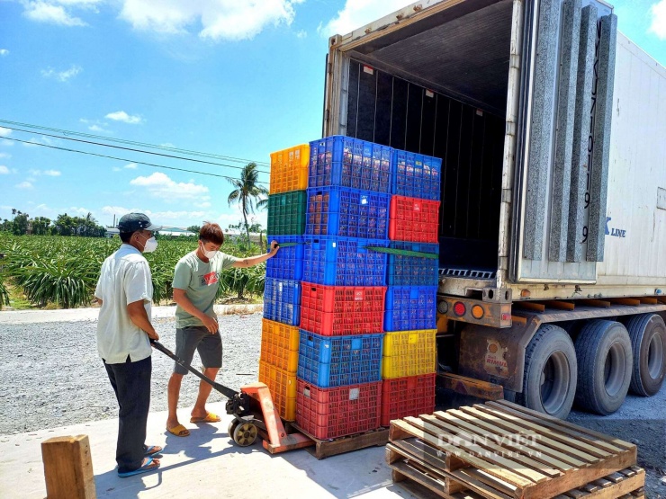 HTX Vạn Thành (xã Tầm Vu) mỗi năm thu mua và bán khoảng 3.000 tấn thanh long ve chai cho doanh nghiệp chế biến xuất khẩu.