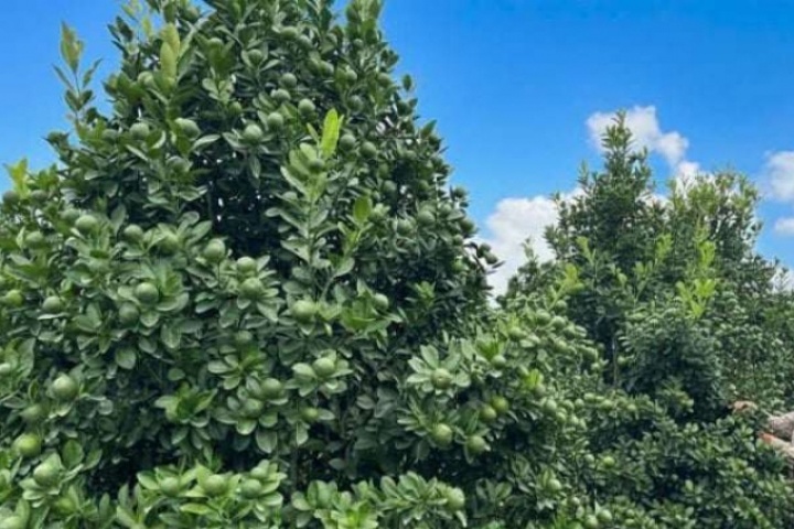 Làng cây cảnh giàu nhất đất Nam Định, nay là tỉnh Ninh Bình, quất tết toàn cây khổng lồ