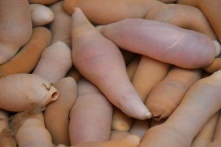 Đặc sản nghe tên "ngượng đỏ mặt", xưa ít ai ăn nay thành món bổ dưỡng trong nhà hàng được ưa chuộng, 200.000 đồng/kg