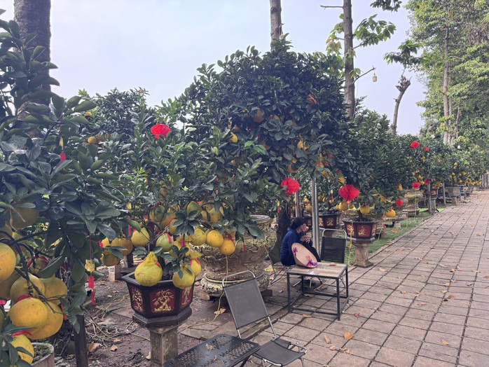 Bưởi Diễn được đưa về TPHCM bán Tết