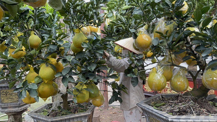 Bưởi bán Tết được chăm sóc kỹ