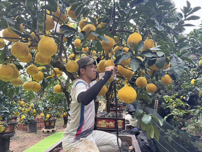 Từng cành bưởi được buộc dây tạo dáng