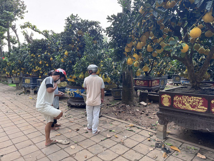 Khách tìm mua bưởi Diễn chưng Tết sớm