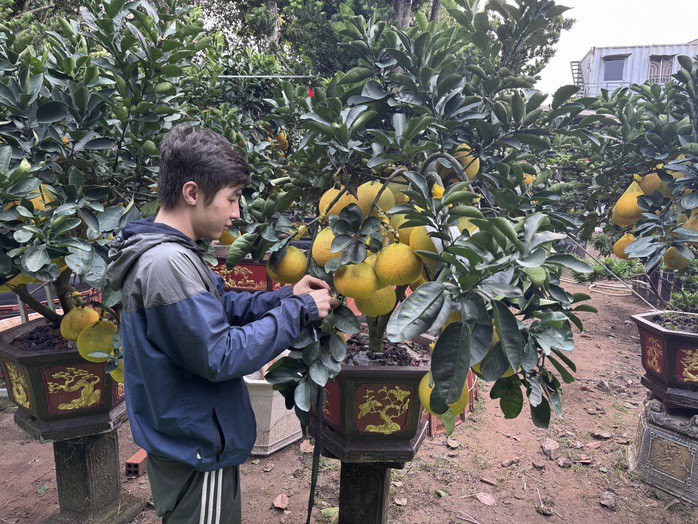 Chậu bưởi nhỏ có giá từ 7 triệu đồng trở lên