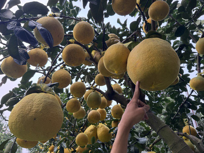 Bưởi Diễn bán Tết có trái khá to