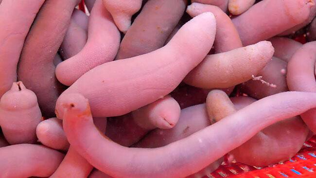 Đặc sản nghe tên "ngượng đỏ mặt", xưa ít ai ăn nay thành món bổ dưỡng trong nhà hàng được ưa chuộng, 200.000 đồng/kg - 3