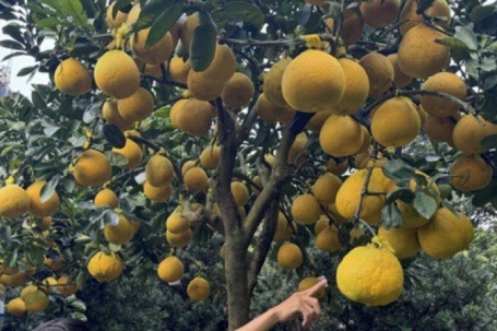 CLIP: Bưởi Diễn tràn về TPHCM, giá bán tăng cao