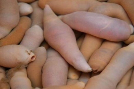 Đặc sản nghe tên "ngượng đỏ mặt", xưa ít ai ăn nay thành món bổ dưỡng trong nhà hàng được ưa chuộng, 200.000 đồng/kg