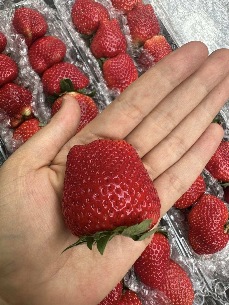 Theo các tiểu thương, dâu tây càng to, chín đều, đẹp giá càng cao.