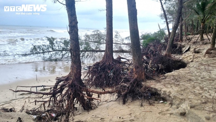 Thời gian qua, người dân xã Tịnh Khê, tỉnh Quảng Ngãi, bày tỏ sự lo ngại trước tình trạng bờ biển địa phương bị xâm thực nghiêm trọng.