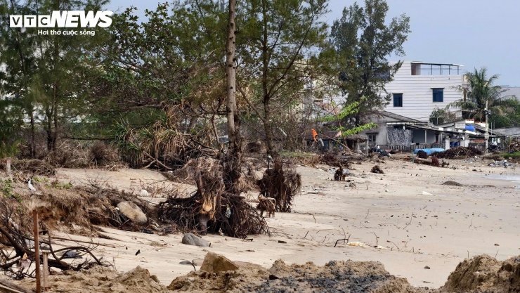 Sóng 'ngoạm' bật gốc phi lao, phá tan hoang bãi biển đẹp nhất Quảng Ngãi - 5