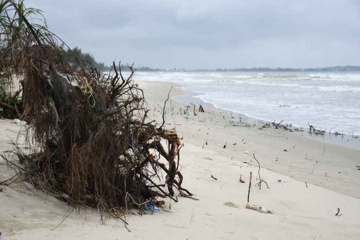 Không chỉ bờ cát bị xâm thực, mà rừng phi lao và hàng dừa ven biển Mỹ Khê cũng bị sóng đánh bật gốc, trơ rễ.