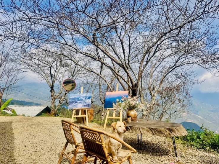 Dịp cuối tuần, đông đảo du khách đổ về xã Tà Xùa, Sơn La để check-in tại mái nhà của một quán cà phê đang gây sốt cộng đồng mạng, nơi chỉ cần đứng vào là có ngay bức ảnh chạm mây.