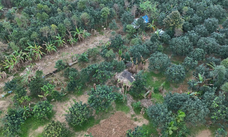 Nằm bên dòng sông Hương, phường Thủy Biều cũ (nay là phường Thủy Xuân, TP Huế) từ lâu được biết đến là vùng trồng thanh trà nổi tiếng. Thế nhưng, sau các đợt lũ lớn dồn dập vừa qua, nhiều khu vườn bị ngập, ngâm nước kéo dài, khiến cây bị chết.