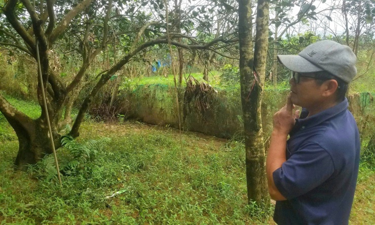 Hộ ông Võ Trần Tuấn Kiệt có khoảng 200 gốc thanh trà, đây được xem là nguồn thu nhập chính của gia đình khi mỗi mùa thu hoạch, vườn mang về hơn 100 triệu đồng.