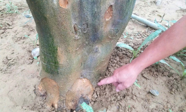 Đợt lũ năm 2020 từng khiến vườn thanh trà của ông Kiệt bị ngập nặng. Sau khi lũ rút, ông tiến hành cải tạo, nâng cao đất vườn để tránh ngập và những gốc thanh trà được trồng lại sau 5 năm bắt đầu cho quả. Thế nhưng, các đợt lũ cuối tháng 10 và đầu tháng 11 năm 2025 tiếp tục nhấn chìm khu vườn, khiến nhiều cây chết.