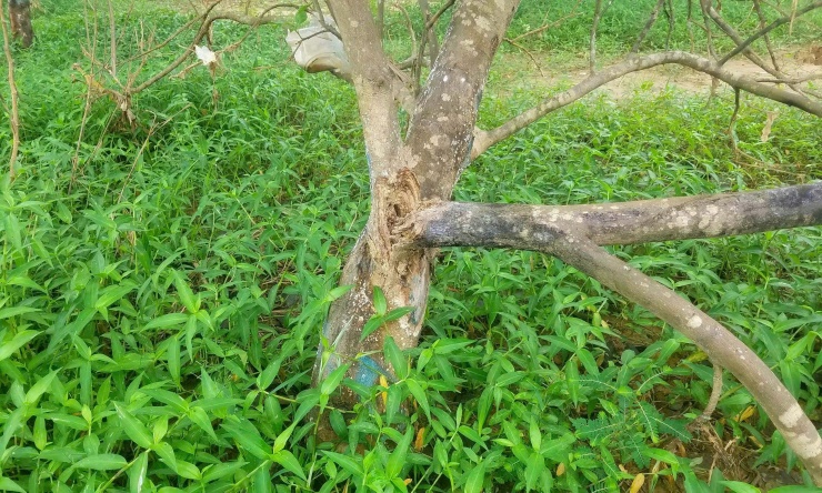 “Nước ngập sâu, kéo dài quá lâu. Lũ đợt này nối tiếp đợt khác, mưa lại dai dẳng nên không thể chăm sóc, giờ cây chết dần hết”, ông Kiệt xót xa nói.