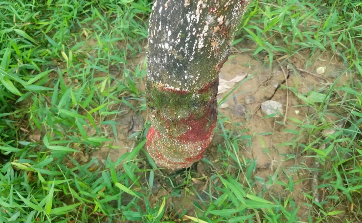 Theo ông Kiệt, những cây mới trồng bị ngập nước lâu ngày nên héo dần rồi chết. Ngay cả những gốc thanh trà lâu năm cũng xuất hiện nhiều vết lở loét trên thân. Để cứu cây, ông phải thường xuyên khoét bỏ lớp da bị thối và bôi thuốc phòng trừ bệnh.