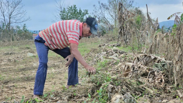 Cạnh vườn của ông Kiệt là khu vườn thanh trà và chuối rộng khoảng 5.000m2 của ông Đặng Văn Lai, cũng rơi vào cảnh điêu đứng. Nhiều gốc thanh trà bị thối lớp da, dù được bôi thuốc thường xuyên nhưng không mấy hiệu quả.
