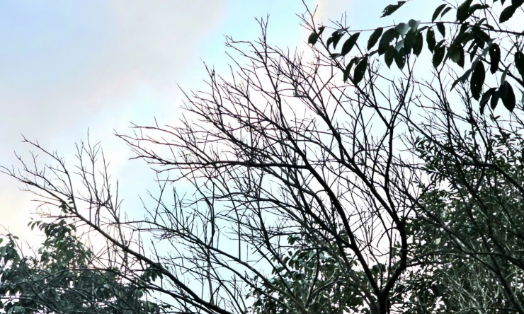 Thống kê sơ bộ, vườn của ông Kiệt có khoảng 100 gốc thanh trà bị chết, trong đó có cả những cây 5 năm tuổi lẫn một số cây hơn 20 năm tuổi. Nước lũ ngâm liên tục gần 1 tuần khiến lớp da cây bị hư hỏng, thối rữa. Trước đó, sau lũ năm 2020, gia đình ông từng mất tới 130 gốc thanh trà vì tình trạng tương tự.