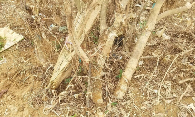 Khu vườn của ông Lai trồng xen thanh trà và chuối. Phần vườn nằm gần sông bị thiệt hại nặng nhất, với khoảng 1 nửa diện tích cây chết hoàn toàn.