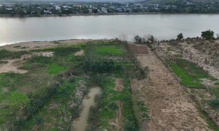 Dọc theo bờ sông Hương, khu vực bãi bồi Lương Quán, nhiều vườn thanh trà khác cũng bị hư hỏng nặng sau các đợt lũ lớn vừa qua. Có vườn bị nước lũ ngập kín thân cây, rêu rác theo dòng nước trôi về, mắc lại trên ngọn.