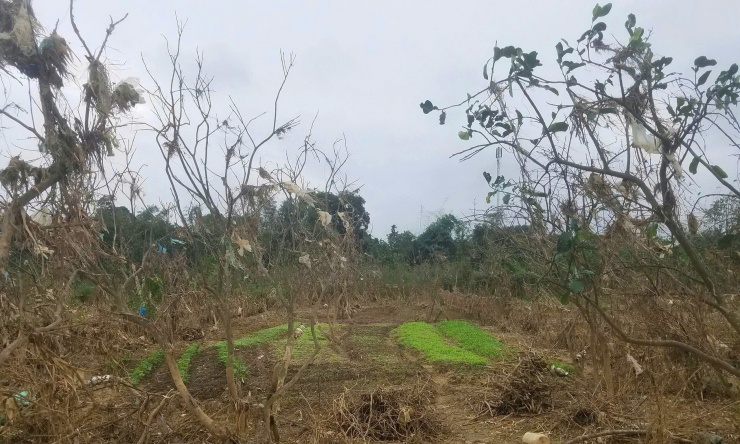 Hiện nay, gia đình ông Lai cũng như các hộ trồng thanh trà có cây bị chết đang gặp nhiều khó khăn trong việc tìm giống để phục hồi vườn và mong được hỗ trợ cây giống trong thời gian tới.