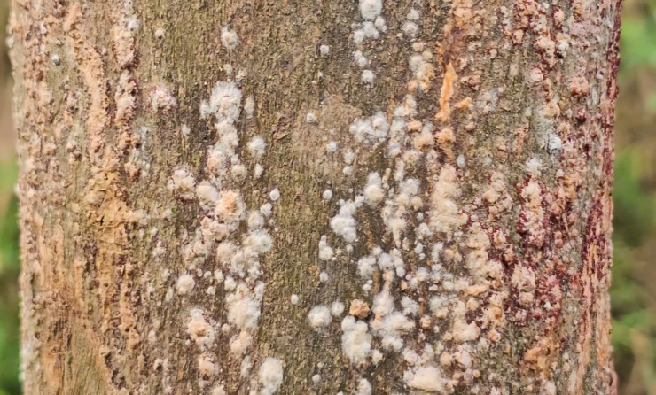 Thanh trà xứ Huế rất nổi tiếng, diện tích trồng tập trung chủ yếu tại phường Thủy Xuân (xưa là Thủy Biều) và các phường Hương Trà, phường Phong Điền. Nhưng nhắc đến thanh trà, người mua sẽ nghĩ ngay đến vùng Thủy Biều cũ. Loài cây này cho hoa và kết trái vào tháng 1 Âm lịch và đến đầu tháng 7 sẽ cho thu hoạch.