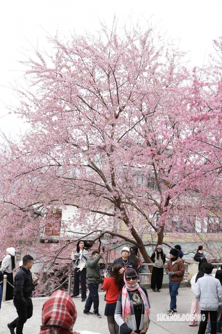 Mai anh đào bung nở rực hồng, trở thành "phông nền" hút khách, nhiều nhóm đứng xếp lượt để chụp ảnh dưới tán hoa.