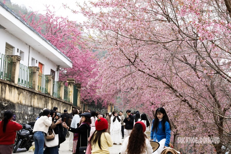 Dọc tuyến đường quanh khu vực, hàng cây phủ sắc hồng tạo thành "đường hoa" giữa sương núi.