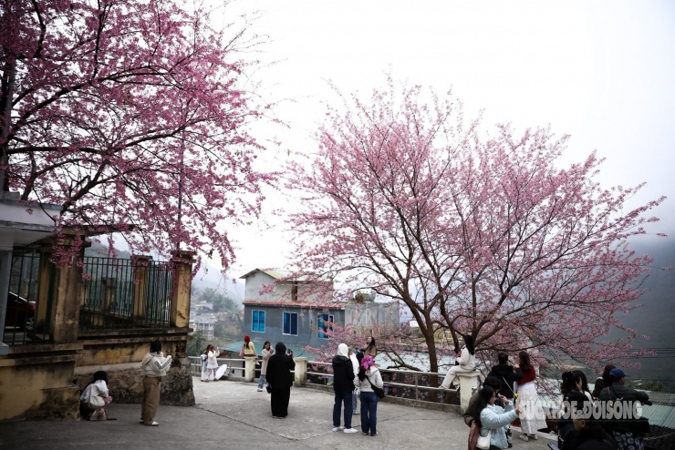 Mai anh đào nở rộ trước Đồn Biên phòng Lũng Cú, khách tấp nập chụp ảnh - 7