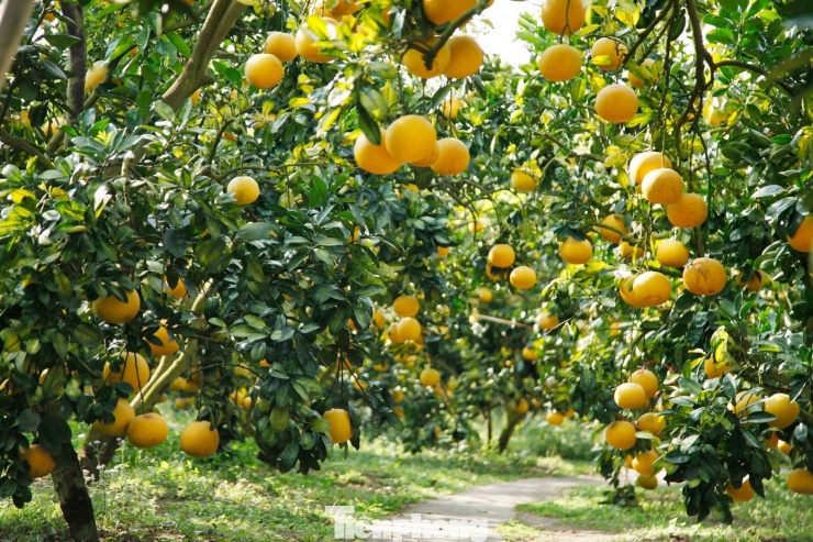 Vườn bưởi nhà ông Trần Văn Én ở phường Chũ (Bắc Ninh) chín vàng.