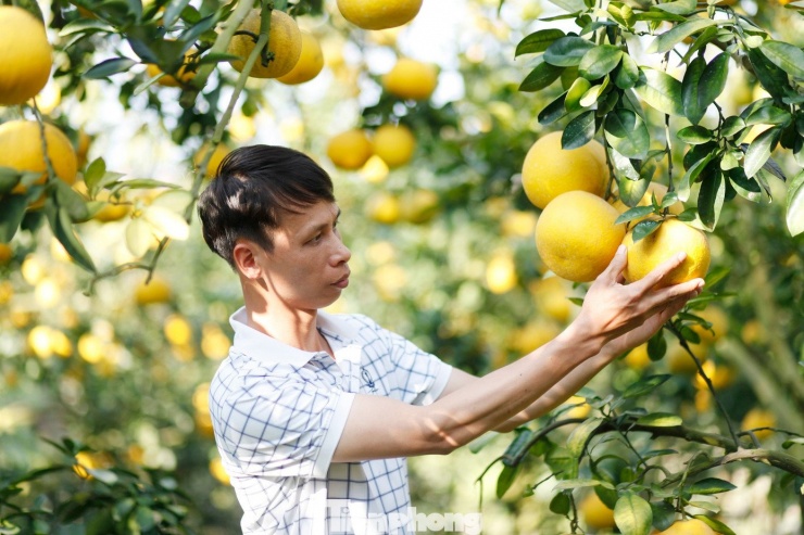 Vườn có 700 cây bưởi diễn và bưởi da xanh. Năm nay, gia đình ông Én ước tính khoảng 10 tấn bưởi da xanh và 5 vạn quả bưởi diễn bán dịp Tết.