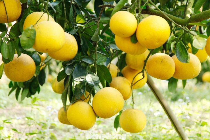 Vườn bưởi đã được thương lái mua để bán dịp Tết.