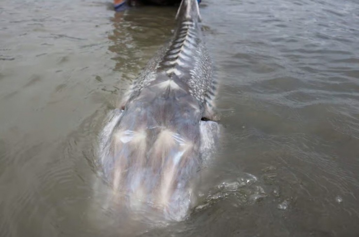 Loài cá này có tốc độ tăng trưởng rất chậm, phải mất hơn 20 năm mới bước vào giai đoạn sinh sản, vì vậy cá càng sống lâu thì càng phát triển lớn hơn. (Ảnh: AZ Animals)