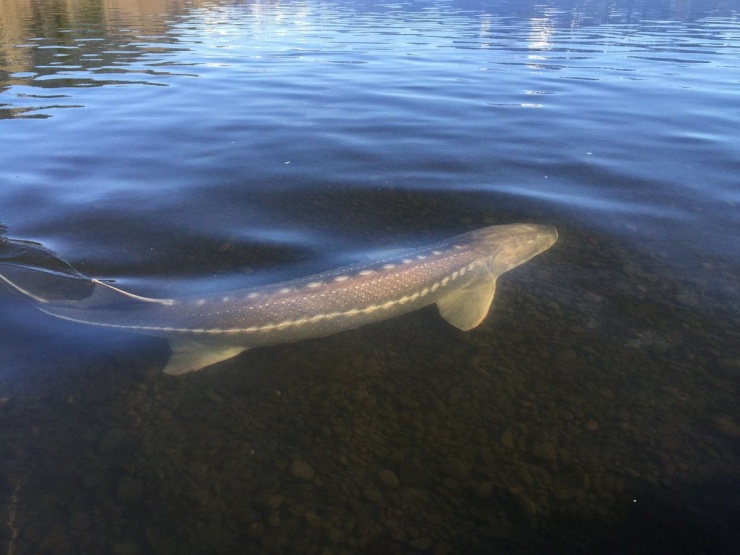 Sự chênh lệch kích thước giữa các cá thể cá tầm trắng xuất phát từ nhiều yếu tố sinh học và môi trường. (Ảnh: The Guardian)