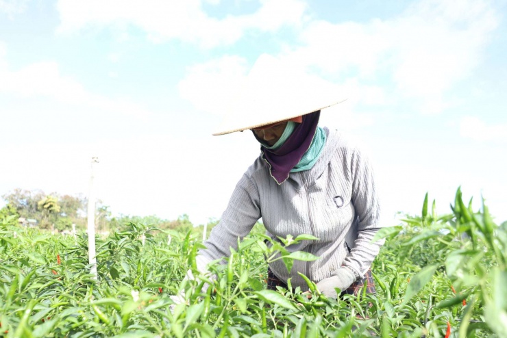 Bà Trần Thị Vải phấn khởi thu hoạch ớt trước thời điểm giá ớt tăng cao. Ảnh: DP.