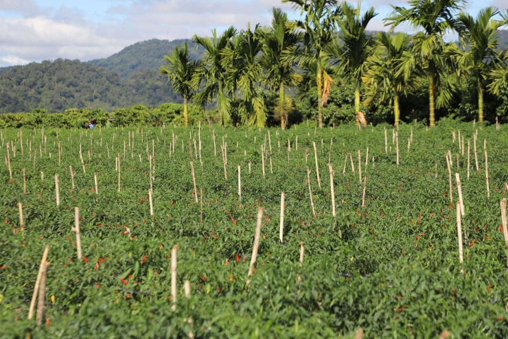 Trong vụ Đông - Xuân năm 2025, tại xã Quảng Phú người dân đã xuống giống khoảng 100ha ớt. Ảnh: DP. 