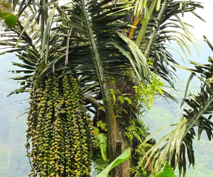 Do công đoạn lấy hạt đác vất vả và tốn thời gian nên loại hạt này trước kia rụng đầy vườn chẳng ai thèm ngó ngàng hoặc chỉ được dùng làm thức ăn cho gia súc.