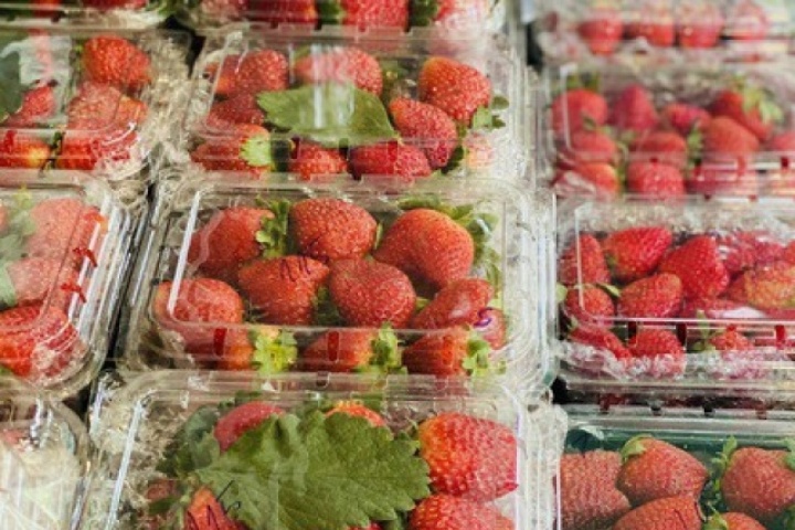 Dâu tây Mộc Châu đầu mùa giá đắt ngang trái cây nhập khẩu nhưng vẫn được người tiêu dùng không tiếc tiền mua