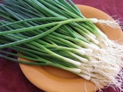 Hành lá – gia vị, vị thuốc quý của mùa đông