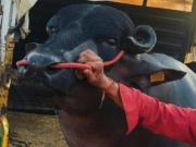 Con trâu màu đen khổng lồ có giá gần 62 tỷ đồng