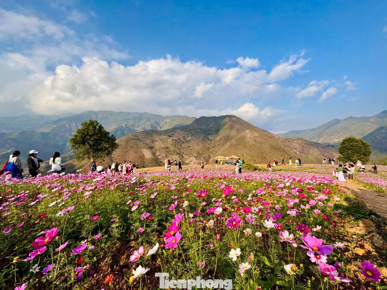 Ngoài điểm check-in mới nổi này, các địa danh quen thuộc như Cây cô đơn, Mỏm cá heo... vẫn duy trì sức hút lớn. Đến Tà Xùa, du khách cũng đừng quên dành thời gian khám phá đời sống bản địa, nghỉ đêm tại homestay và thưởng thức những món ăn mang đậm hương vị núi rừng Tây Bắc.
