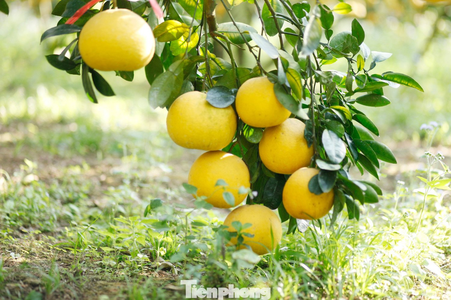 Năm nay, gia đình ông Én thu về khoảng 1,4 tỷ đồng từ vườn bưởi.