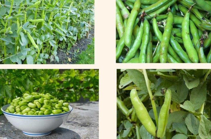 Hạt đậu tằm rất bổ dưỡng.